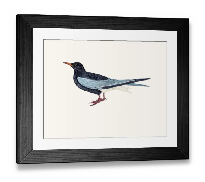 Framed Print : Black tern Framed Print : Black tern