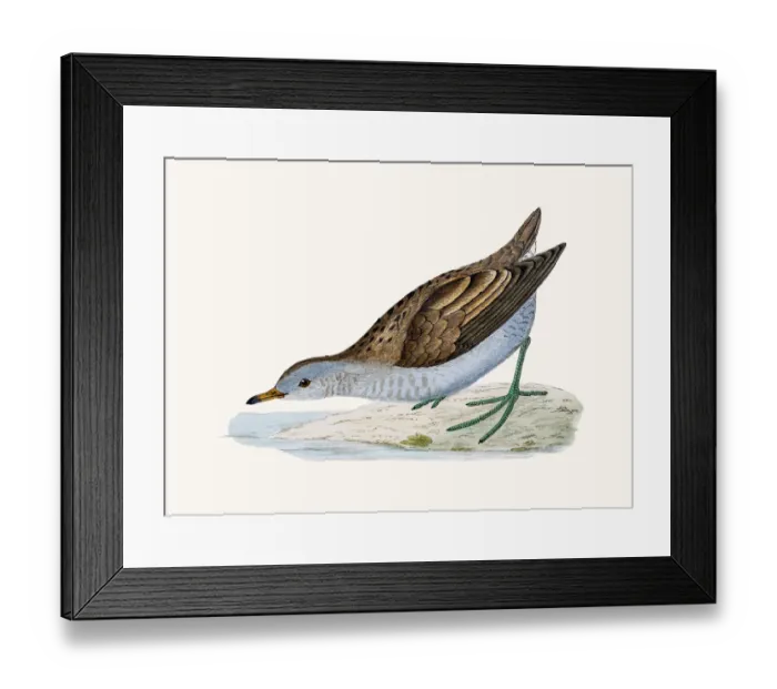 Framed Print : Little crake