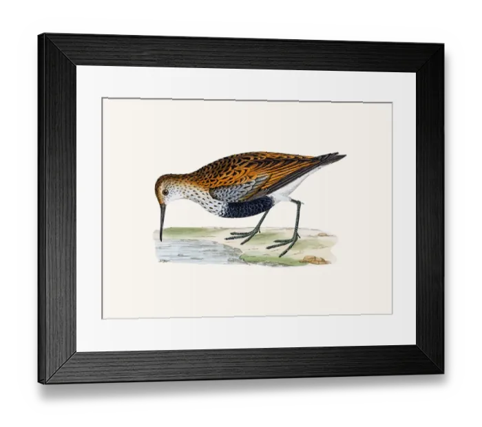 Framed Print : Dunlin. A photograph of an original hand-colored engraving Framed Print : Dunlin. A photograph of an original hand-colored engraving