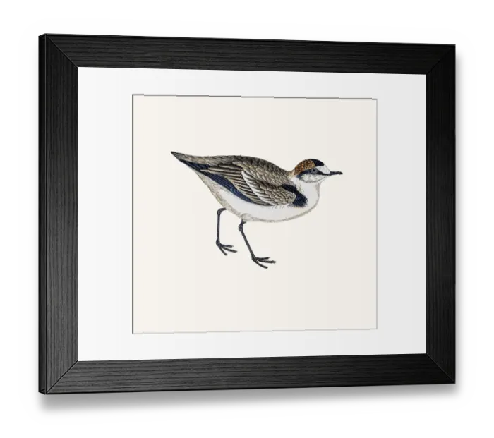 Framed Print : Dotterel plover bird Framed Print : Dotterel plover bird