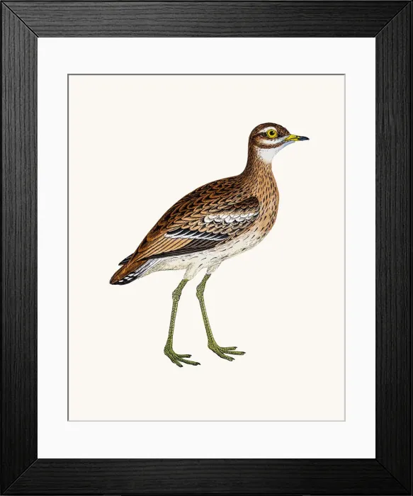 Framed Print : Greater sand plover Framed Print : Greater sand plover