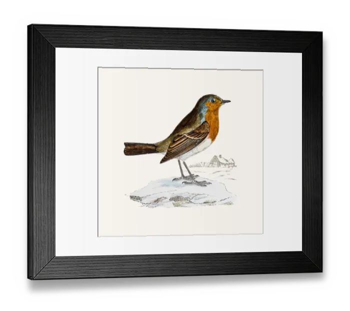 Framed Print : Redbreast bird Framed Print : Redbreast bird