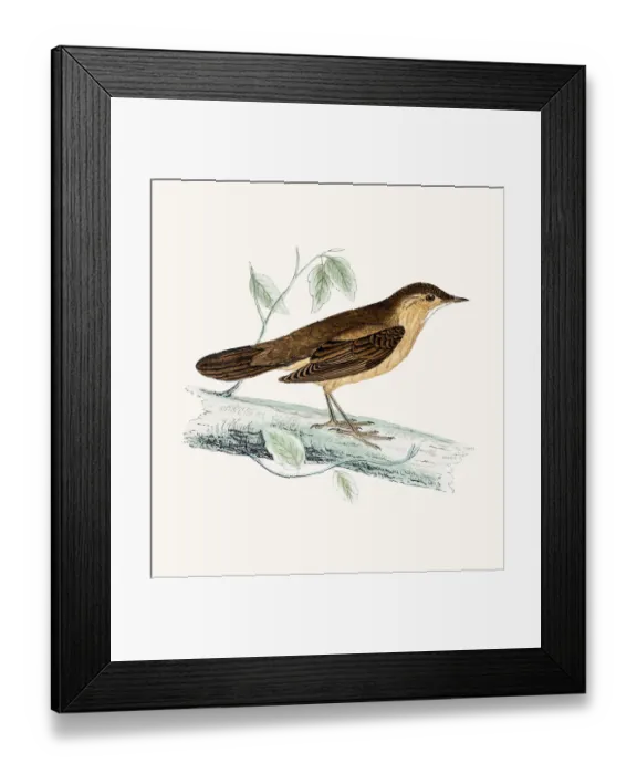 Framed Print : Savis warbler Framed Print : Savis warbler