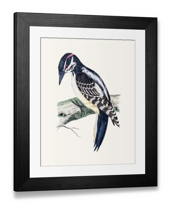 Framed Print : Hairy Woodpecker bird Framed Print : Hairy Woodpecker bird