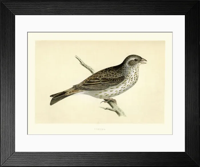 Framed Print : Natural History - Birds - Bunting Framed Print : Natural History - Birds - Bunting