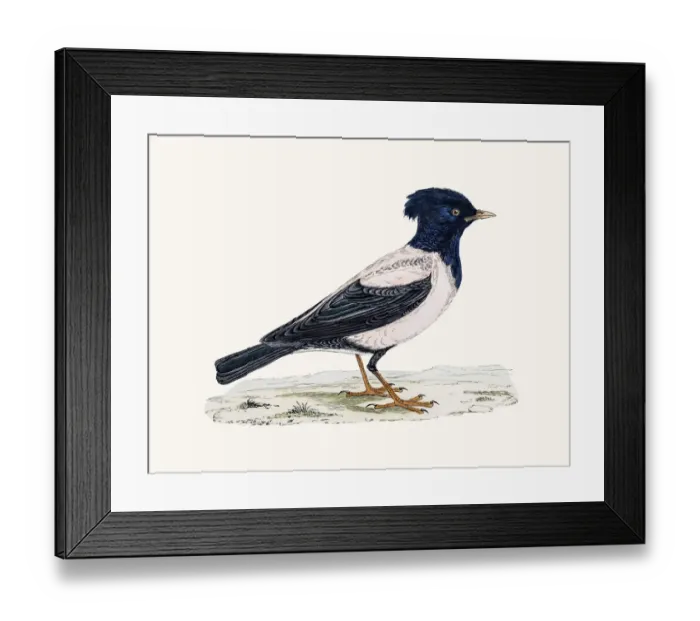 Framed Print : Rose Starling Bird Framed Print : Rose Starling Bird