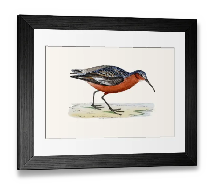 Framed Print : Curlew Sandpiper bird