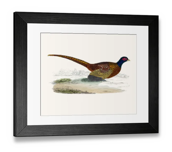 Framed Print : Pheasant bird Framed Print : Pheasant bird