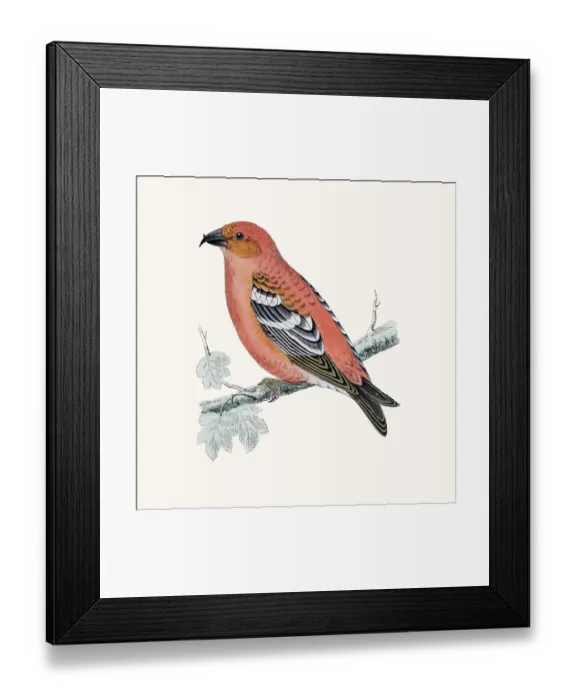 Framed Print : Crossbill bird Framed Print : Crossbill bird