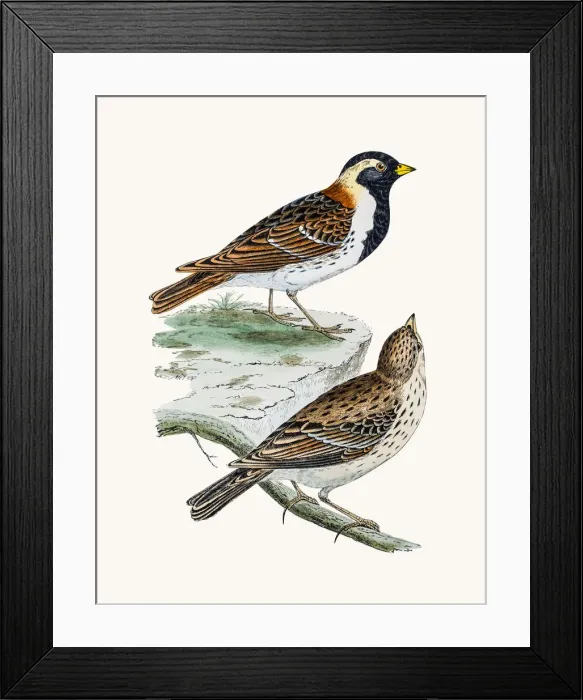 Framed Print : Lapland Longspur Bunting bird Framed Print : Lapland Longspur Bunting bird