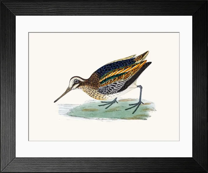 Framed Print : Jack snipe bird Framed Print : Jack snipe bird