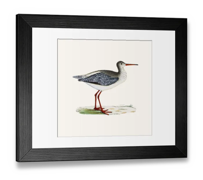 Framed Print : Spotted redshank wader shorebird Framed Print : Spotted redshank wader shorebird