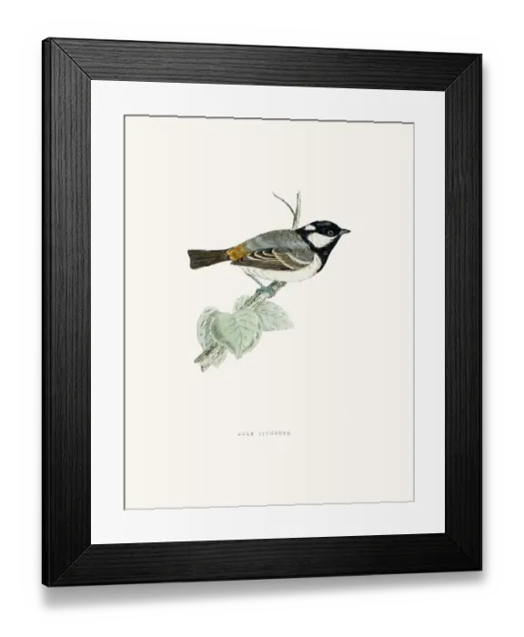 Framed Print : Cole Titmouse Framed Print : Cole Titmouse