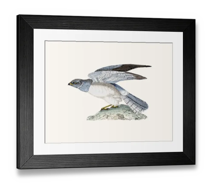 Framed Print : Hen Harrier bird of prey Framed Print : Hen Harrier bird of prey