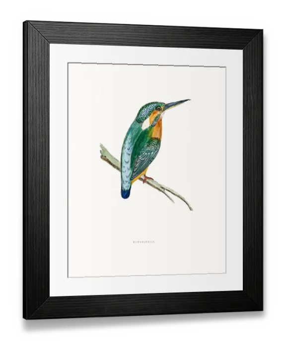 Framed Print : Kingfisher