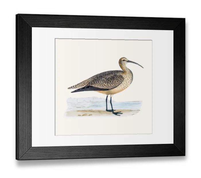 Framed Print : Esquimaux Curlew wader shoreline bird Framed Print : Esquimaux Curlew wader shoreline bird