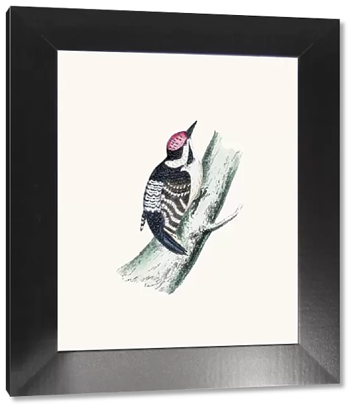 Lesser spotted woodpecker bird