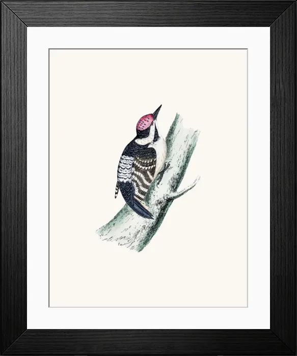 Framed Print : Lesser spotted woodpecker bird Framed Print : Lesser spotted woodpecker bird