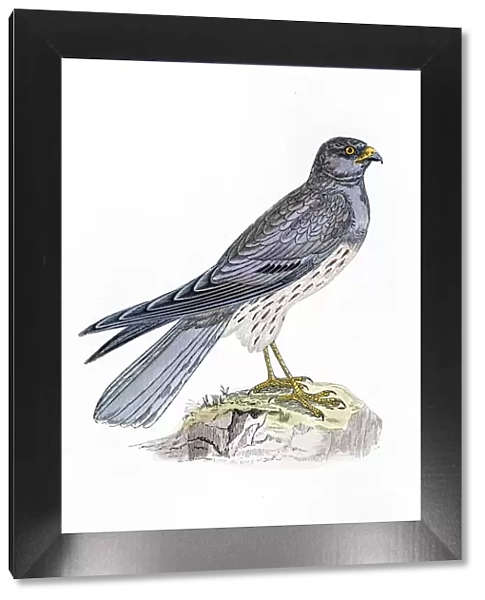 Harrier bird 19 century illustration