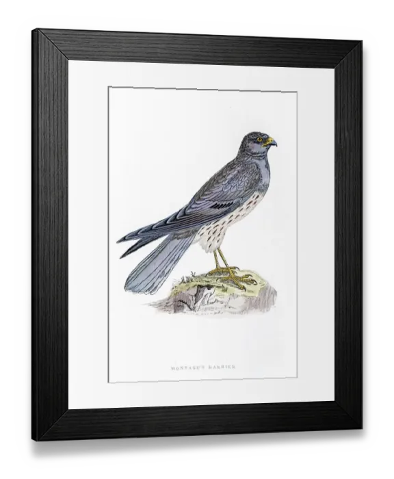 Framed Print : Harrier bird 19 century illustration Framed Print : Harrier bird 19 century illustration