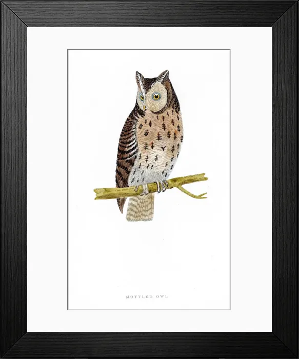 Framed Print : Owl bird 19 century illustration Framed Print : Owl bird 19 century illustration