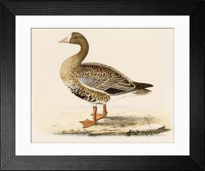 Framed Print : White-fronted goose, 19 century science illustration Framed Print : White-fronted goose, 19 century science illustration