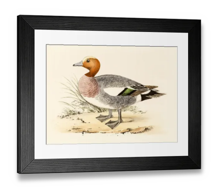 Framed Print : Eurasian Wigeon, 19 century science illustration Framed Print : Eurasian Wigeon, 19 century science illustration