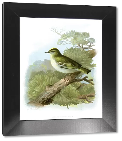 Animal, Animal Themes, Animals In The Wild, Antique, Art, Bird, Color Image, Engraved Image