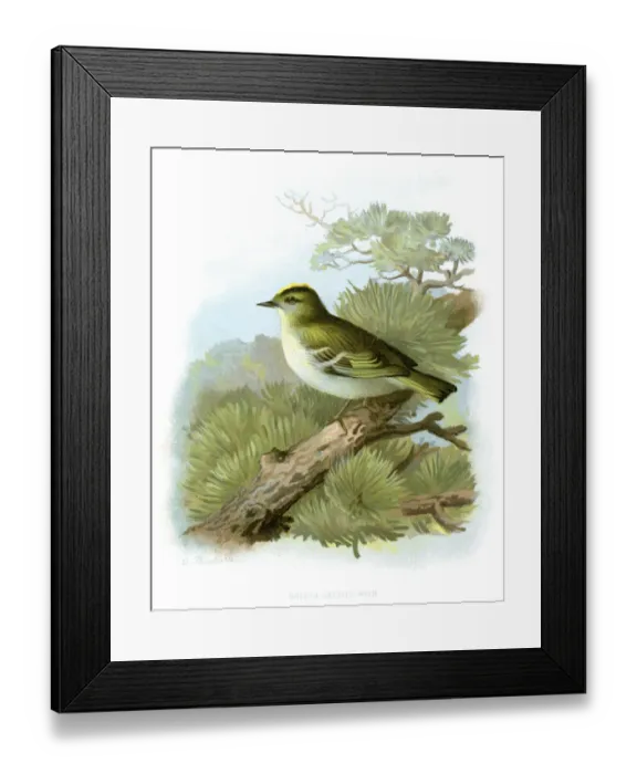 Framed Print : Animal, Animal Themes, Animals In The Wild, Antique, Art, Bird, Color Image, Engraved Image Framed Print : Animal, Animal Themes, Animals In The Wild, Antique, Art, Bird, Color Image, Engraved Image