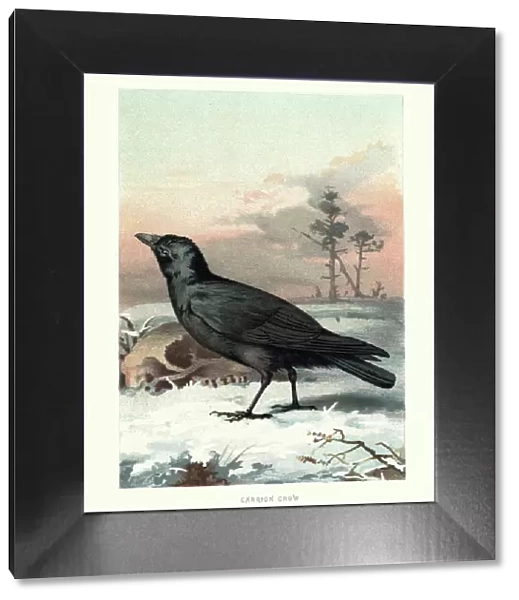Natural History - Birds - Carrion Crow
