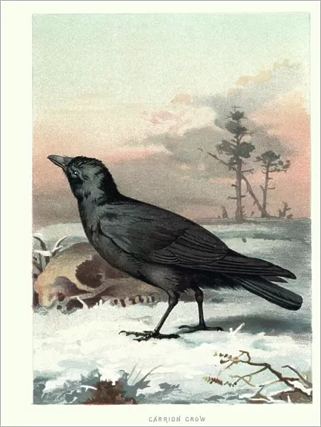 Natural History - Birds - Carrion Crow