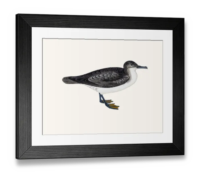 Framed Print : Dusky Petrel Framed Print : Dusky Petrel