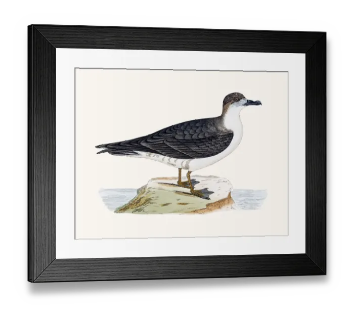 Framed Print : Capped Petrel Framed Print : Capped Petrel