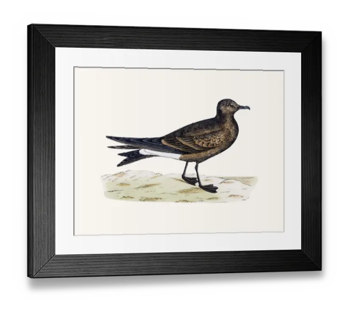 Framed Print : Leachs Petrel