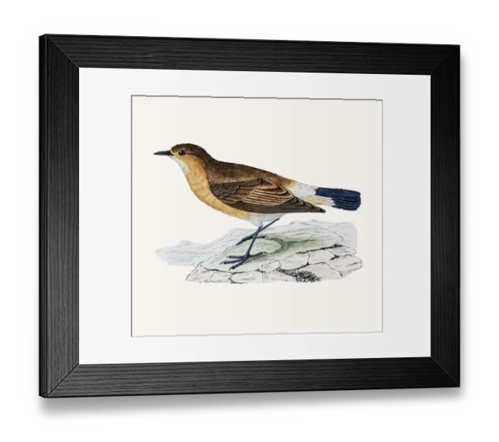 Framed Print : Isabelline wheatear Framed Print : Isabelline wheatear