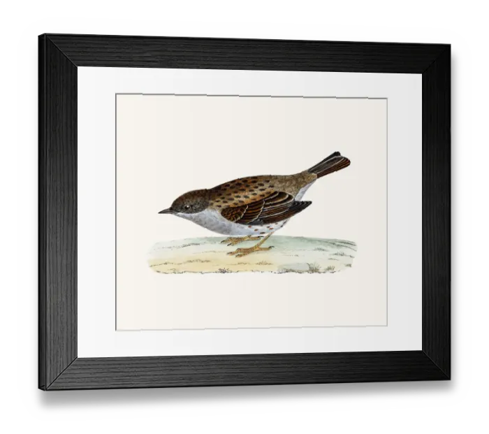Framed Print : Dunnock bird Framed Print : Dunnock bird