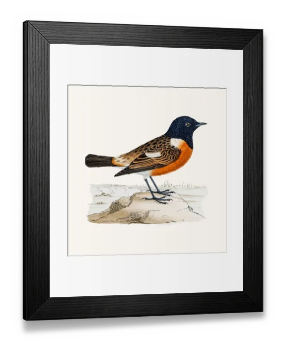 Framed Print : Stonechat bird Framed Print : Stonechat bird