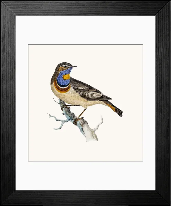 Framed Print : Bluebreast bird