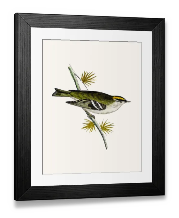 Framed Print : Goldcrest bird Framed Print : Goldcrest bird