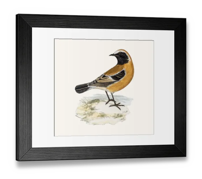 Framed Print : Desert Wheatear