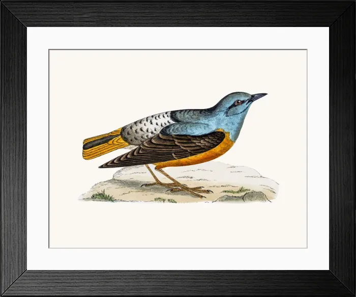 Framed Print : Rock Thrush bird Framed Print : Rock Thrush bird