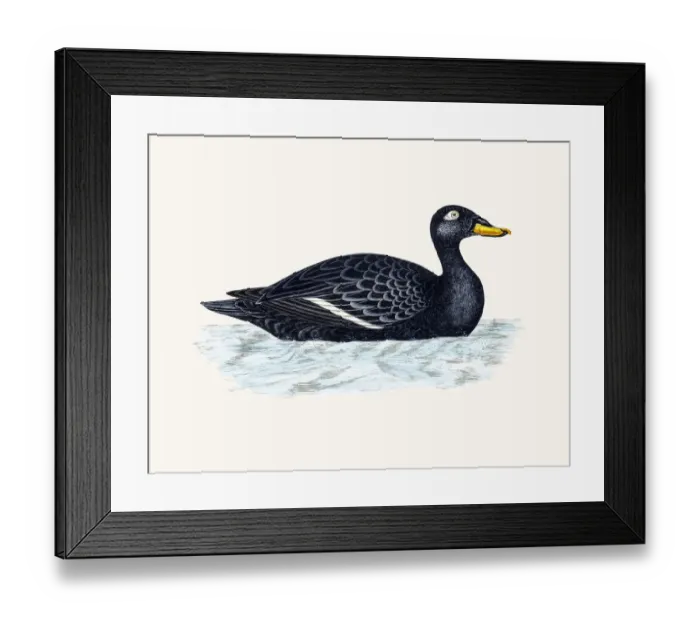 Framed Print : Velvet Scoter Sea Duck Waterfowl bird Framed Print : Velvet Scoter Sea Duck Waterfowl bird