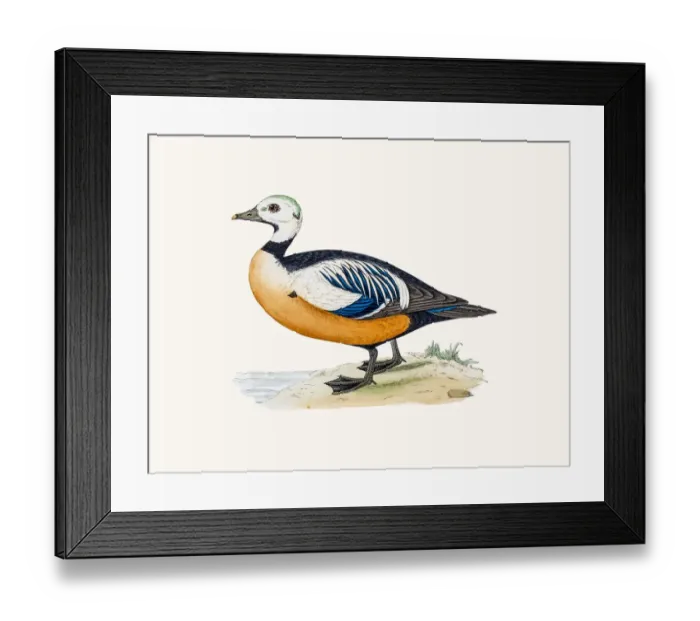 Framed Print : Steller Eider Sea Duck Waterfowl bird Framed Print : Steller Eider Sea Duck Waterfowl bird