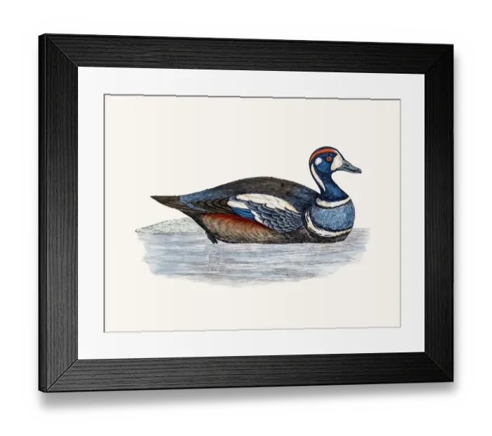 Framed Print : Harlequin Duck Waterfowl bird Framed Print : Harlequin Duck Waterfowl bird