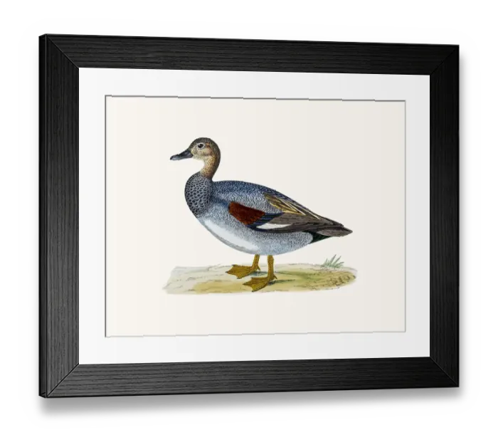 Framed Print : Gadwall Duck Waterfowl bird Framed Print : Gadwall Duck Waterfowl bird