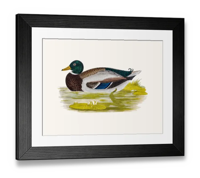 Framed Print : Wild Duck Waterfowl bird