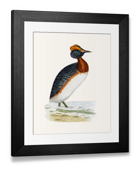 Framed Print : Dusky Grebe bird Framed Print : Dusky Grebe bird
