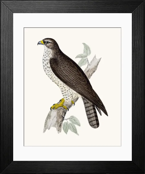 Framed Print : Buzzard. A photograph of an original hand-colored engraving Framed Print : Buzzard. A photograph of an original hand-colored engraving