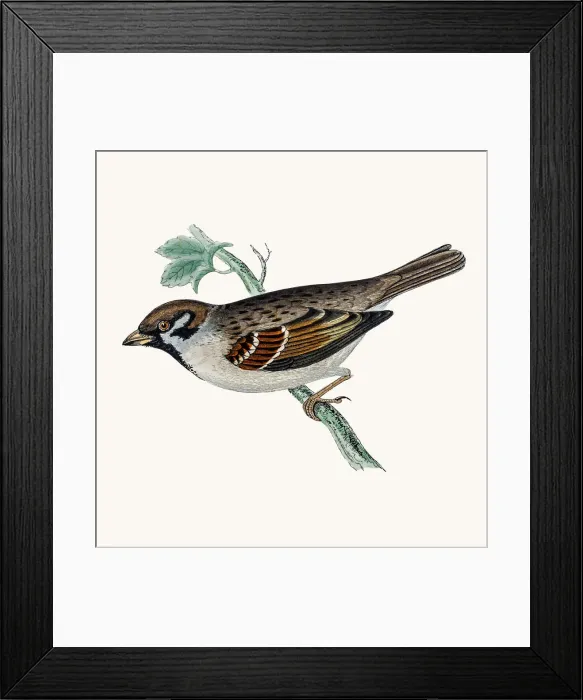 Framed Print : Tree Sparrow bird Framed Print : Tree Sparrow bird