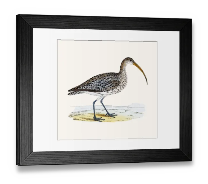 Framed Print : Curlew wader shoreline bird Framed Print : Curlew wader shoreline bird